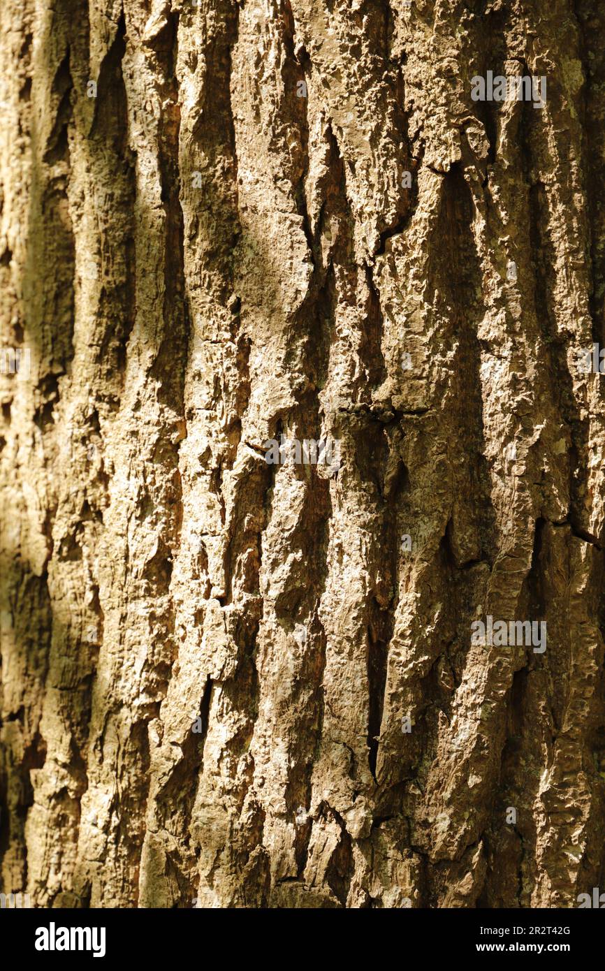 Close up of a tree bark with beautiful texture Stock Photo
