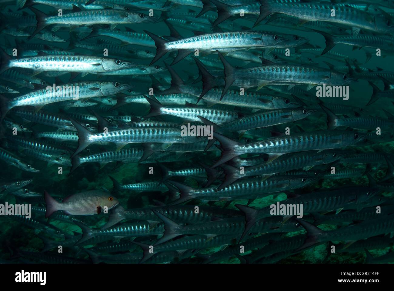 School of Blackfin Barracuda, Sphyraena qenie, Barracuda Point dive site, Sipadan Island, Sabah, Malaysia Stock Photo