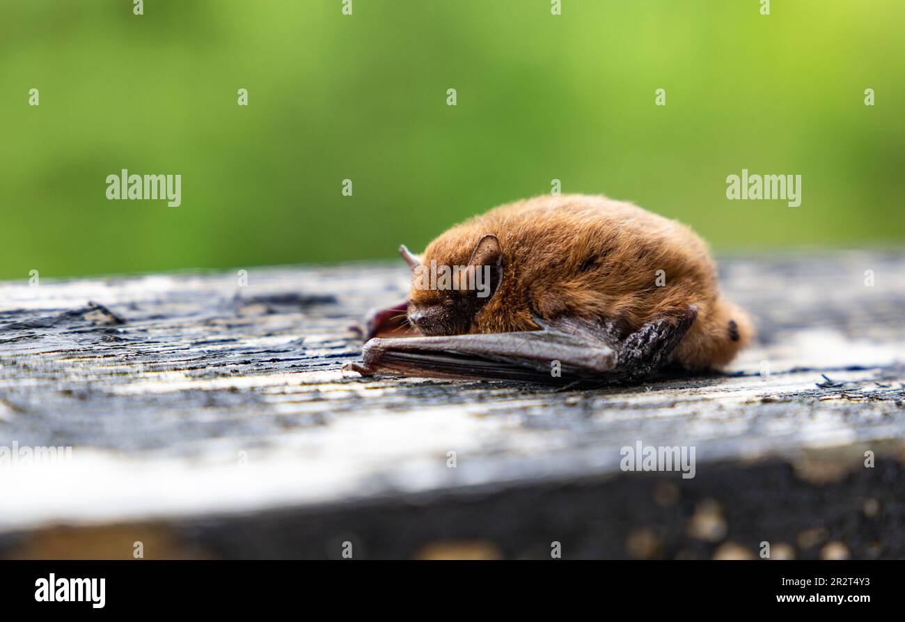 Nathusius' Pipistrelle (Pipistrellus nathusius) bat. Stock Photo
