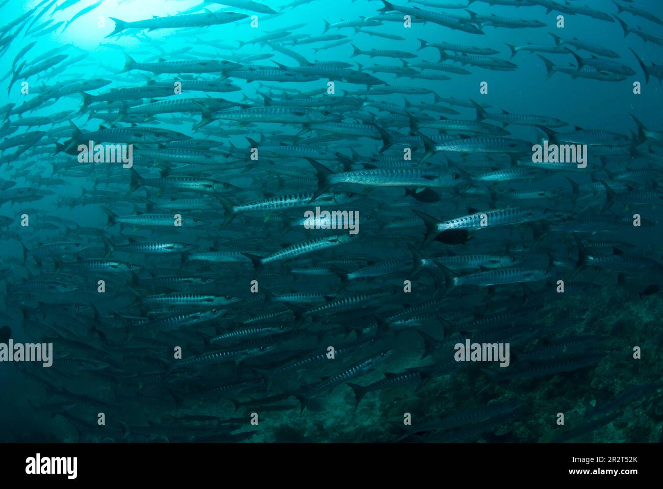 School of Blackfin Barracuda, Sphyraena qenie, Barracuda Point dive ...