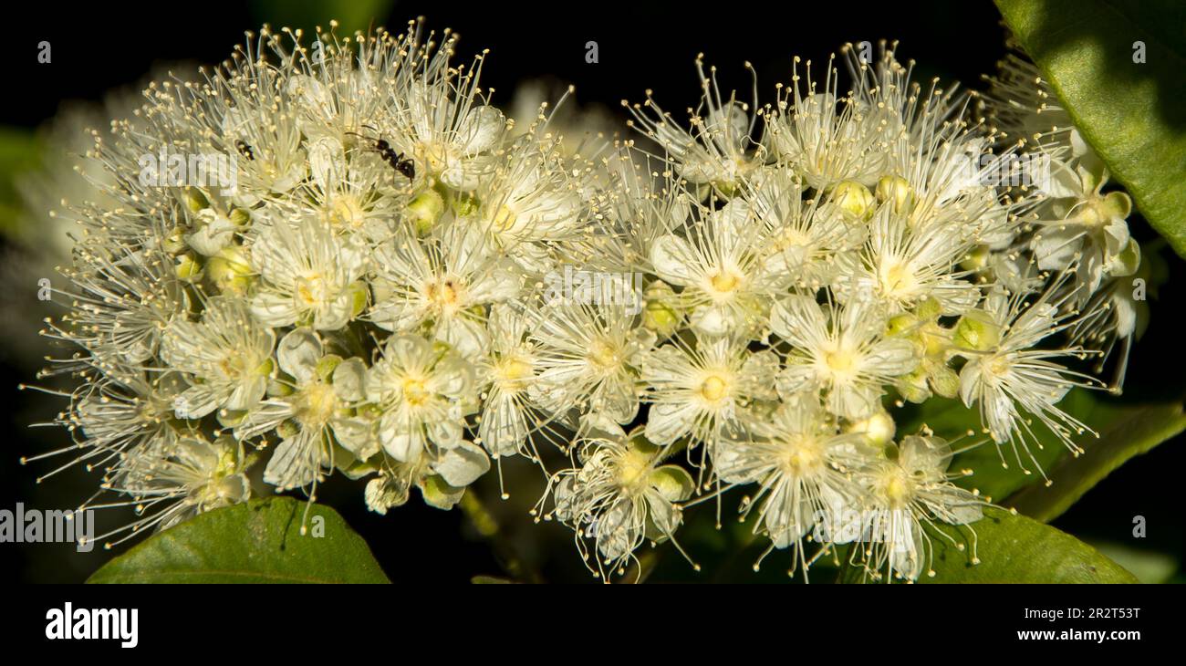 Two creamy white flower heads of native Australian Lemon myrtle, Backhousia citriodora. Grown for scent and flavouring. Queensland rainforest tree. Stock Photo