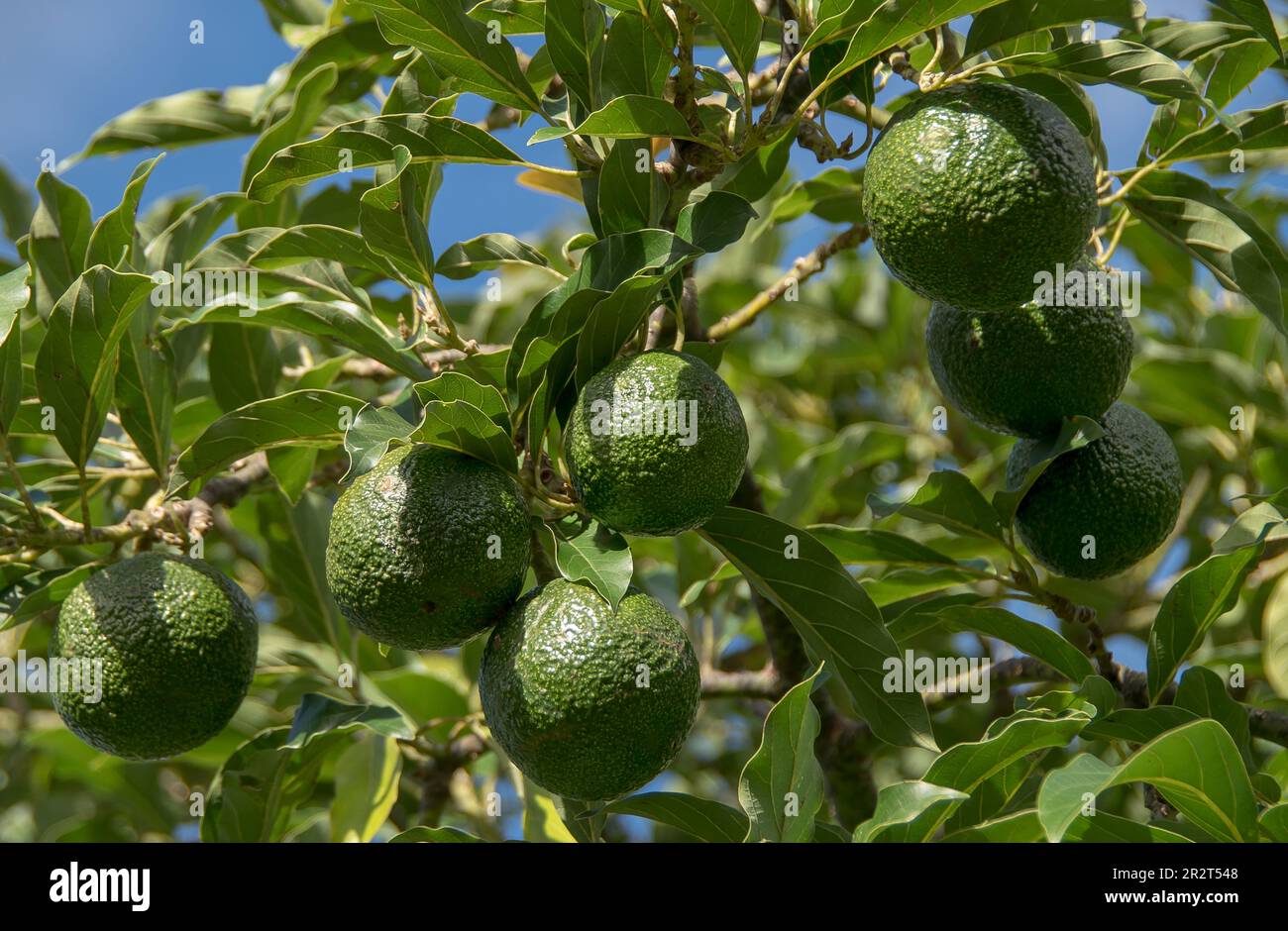 Group of spherical,  mature, Reed avocados, Persea Americana, growing on tree in commercial orchard in Queensland, Australia. Ready to harvest. Stock Photo