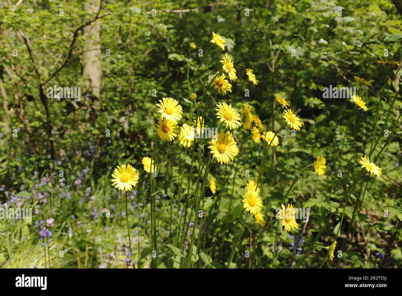 Doronicum orientale or Leopard's bane a beautiful spring sunflower shines in the sunlight Stock Photo