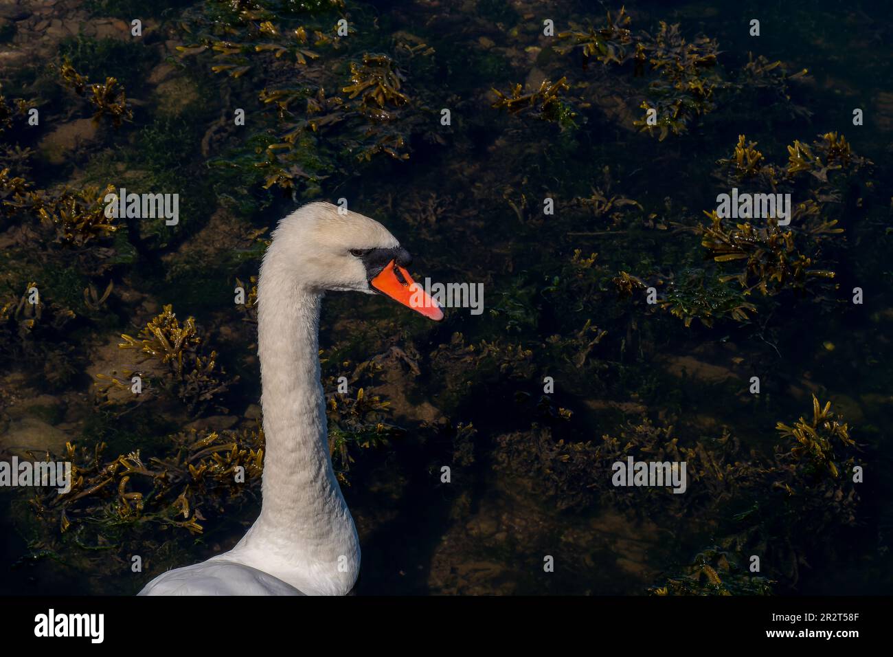 The head of a bird on a long white neck. Portrait of a bird, copy space. White swan Stock Photo