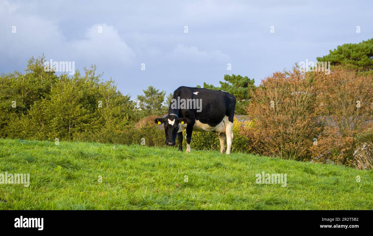 One cow grazes on a farm field in Ireland. Grazing of livestock Stock ...
