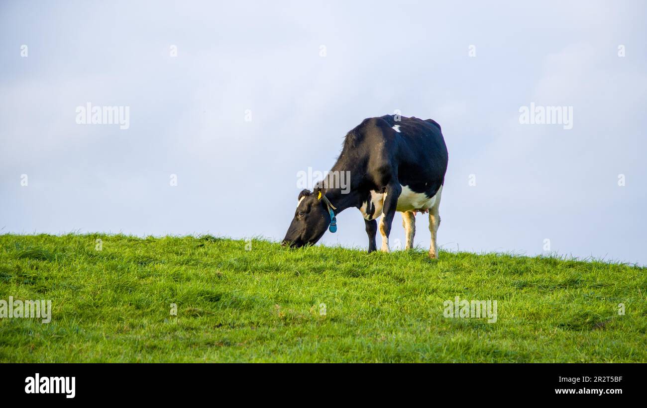 Black and white cow on green grass field under sky Stock Photo - Alamy