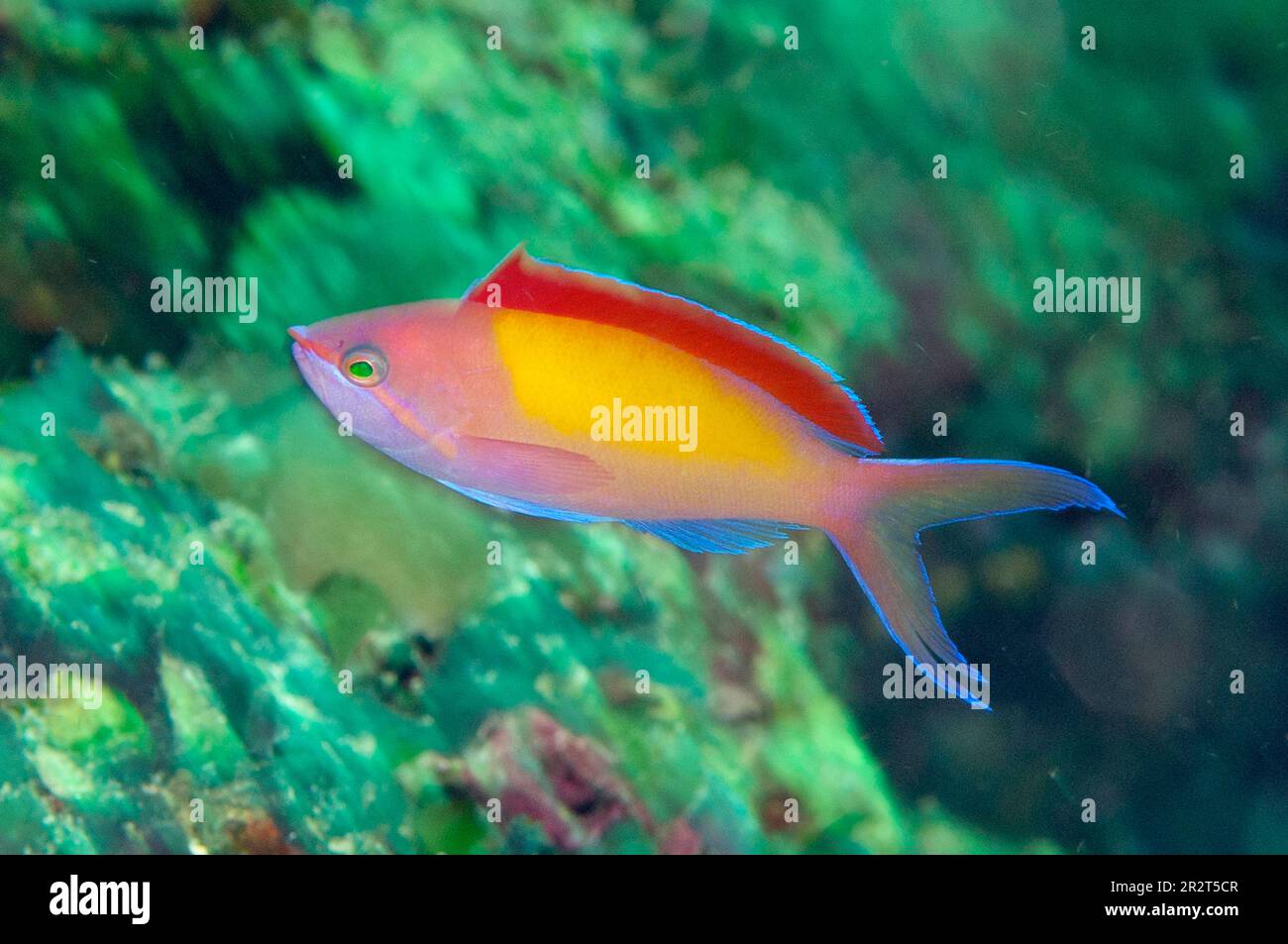 Redfin Anthias, Pseudanthias dispar, with fin extended, Turtle Cave ...
