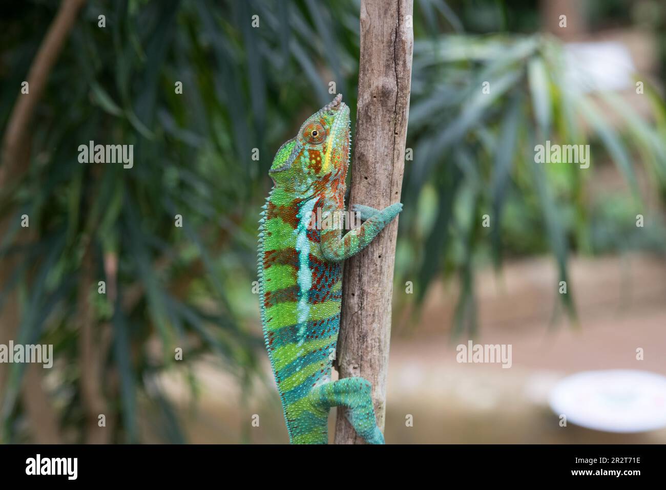 uno splendido camaleonte pantera nel suo habitat Stock Photo
