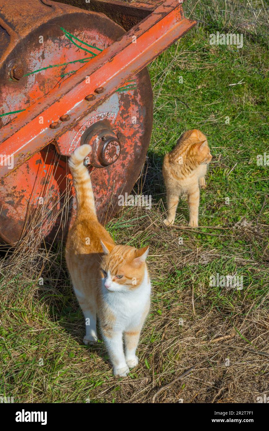 Two tabby and white cats. Stock Photo