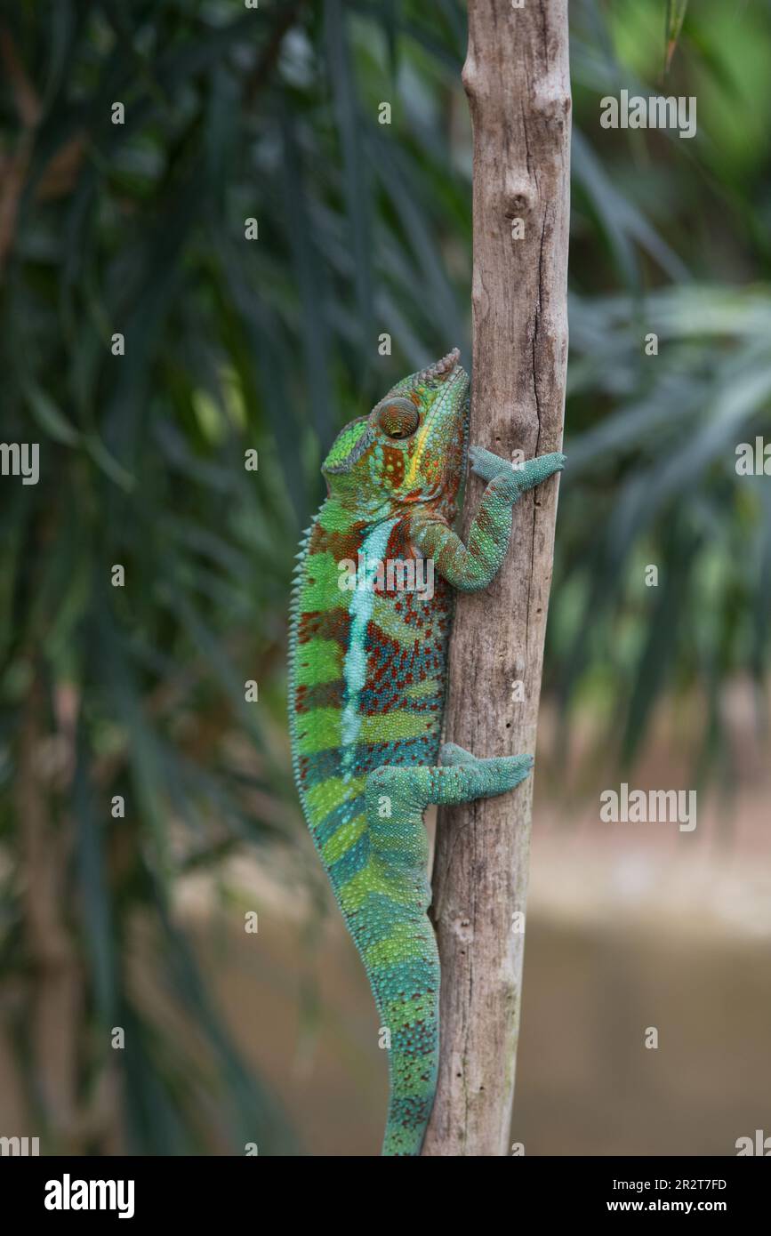 uno splendido camaleonte pantera nel suo habitat Stock Photo