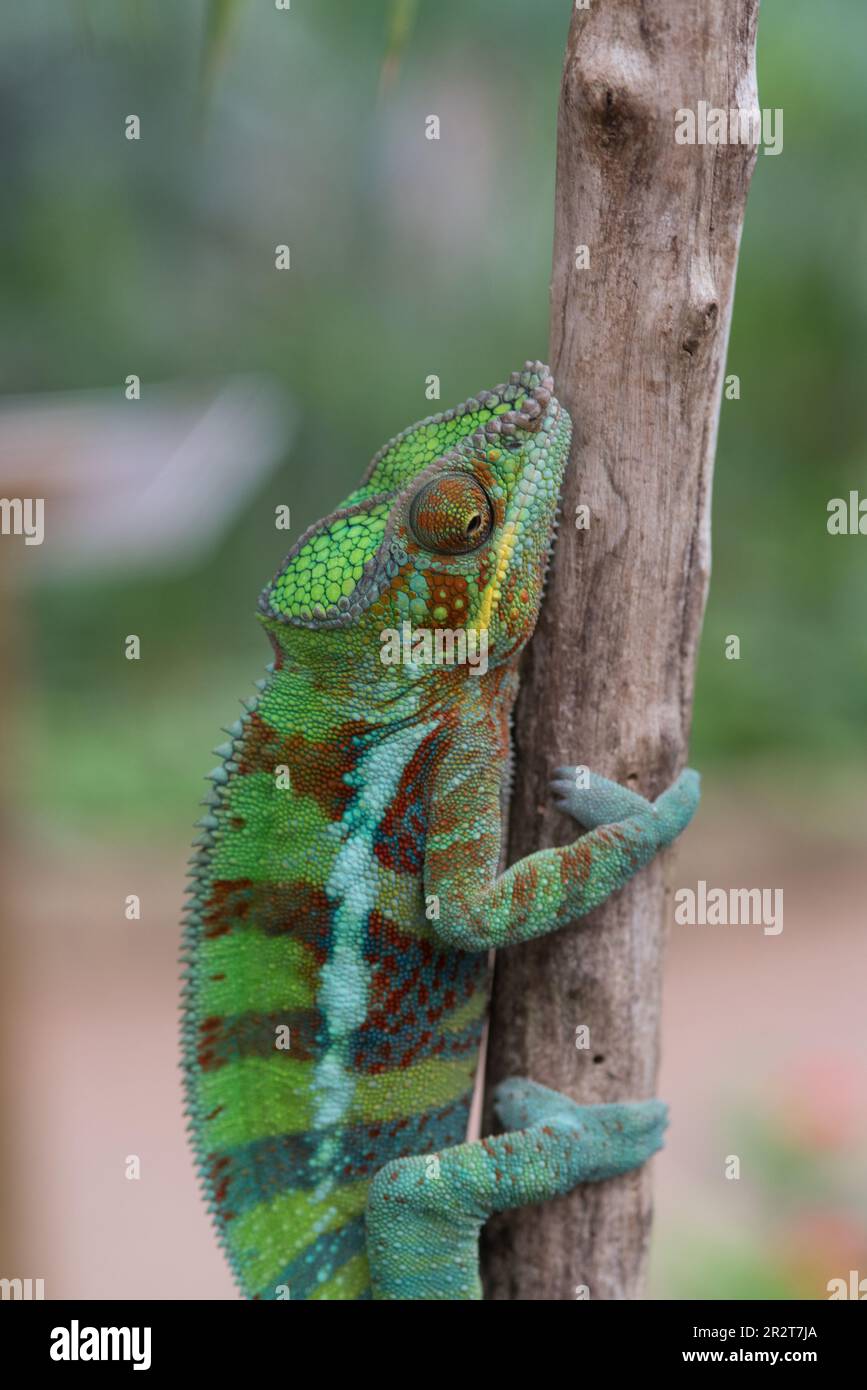 uno splendido camaleonte pantera nel suo habitat Stock Photo