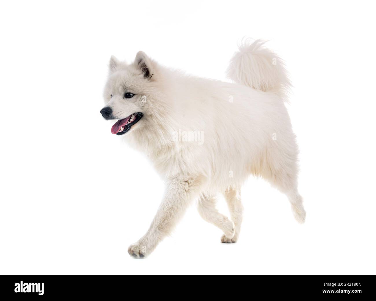 Samoyed Front samoyed dog in front of white background Stock Photo - Alamy