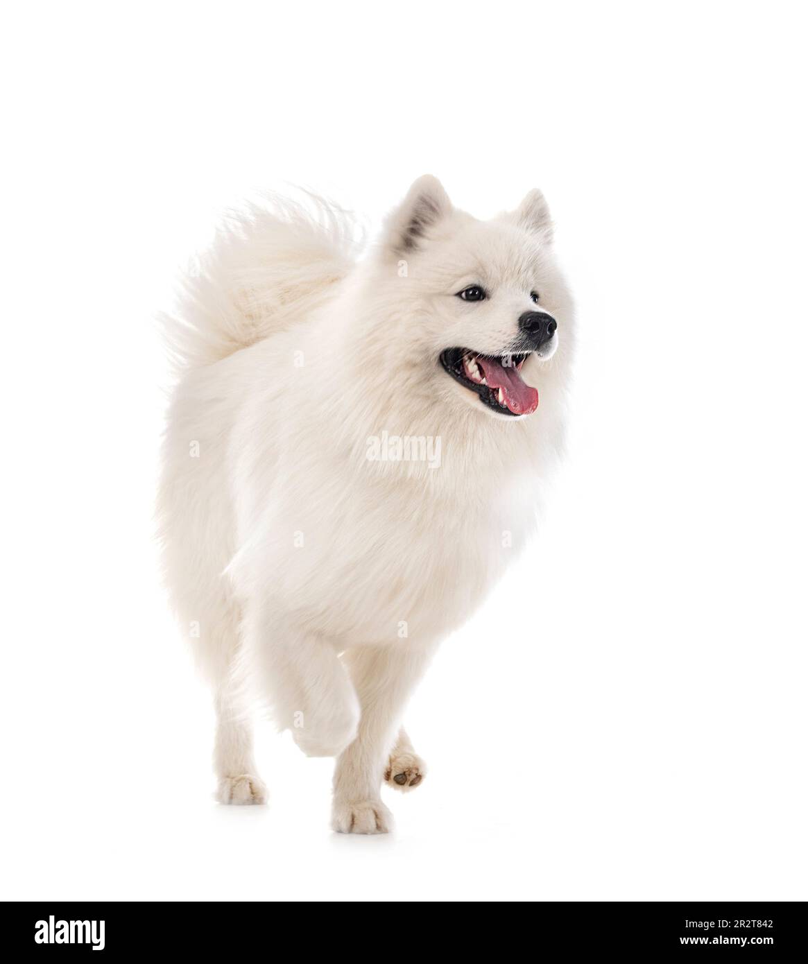 Samoyed Front samoyed dog in front of white background Stock Photo - Alamy