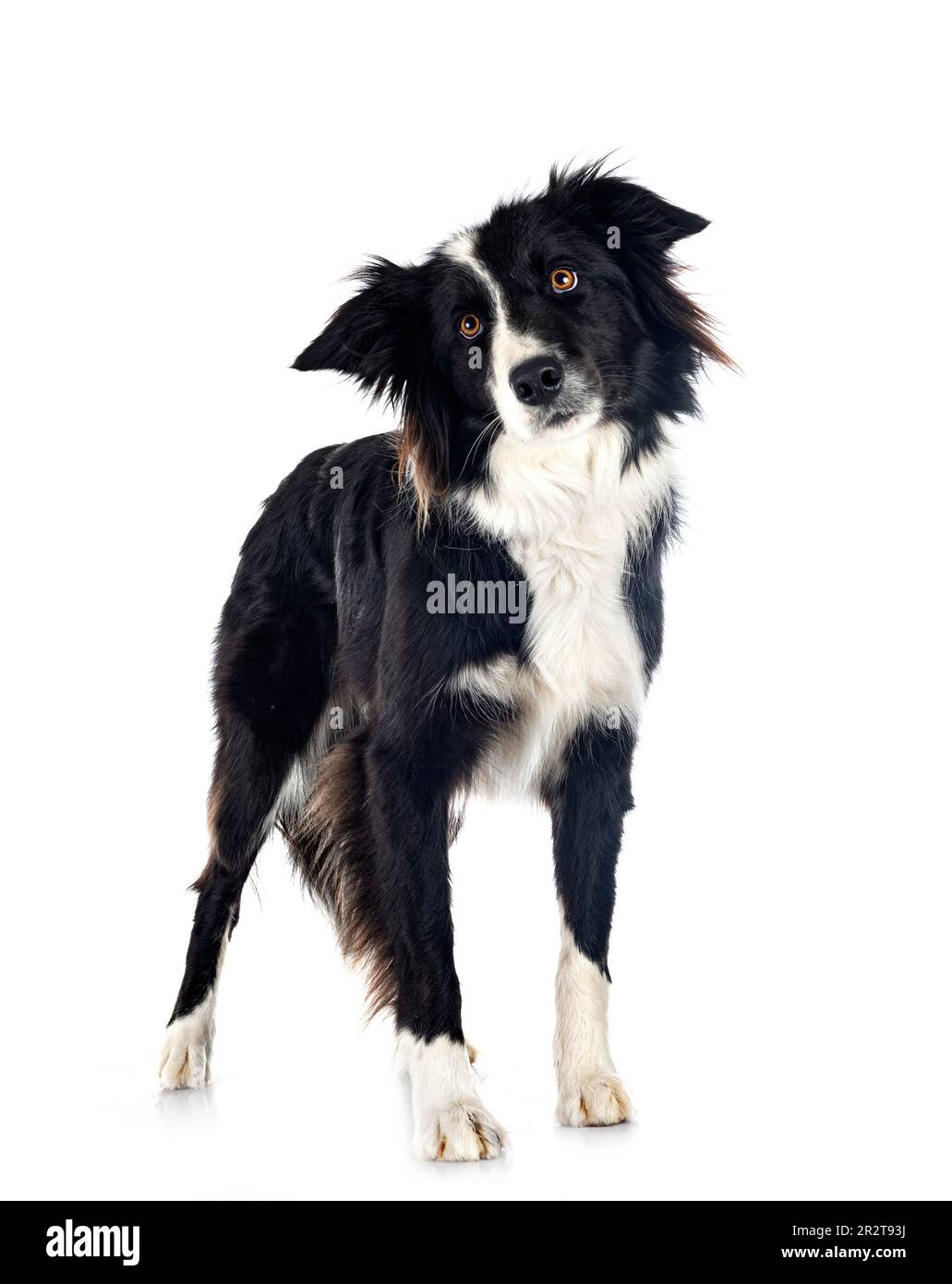 young border collie in front of white background Stock Photo