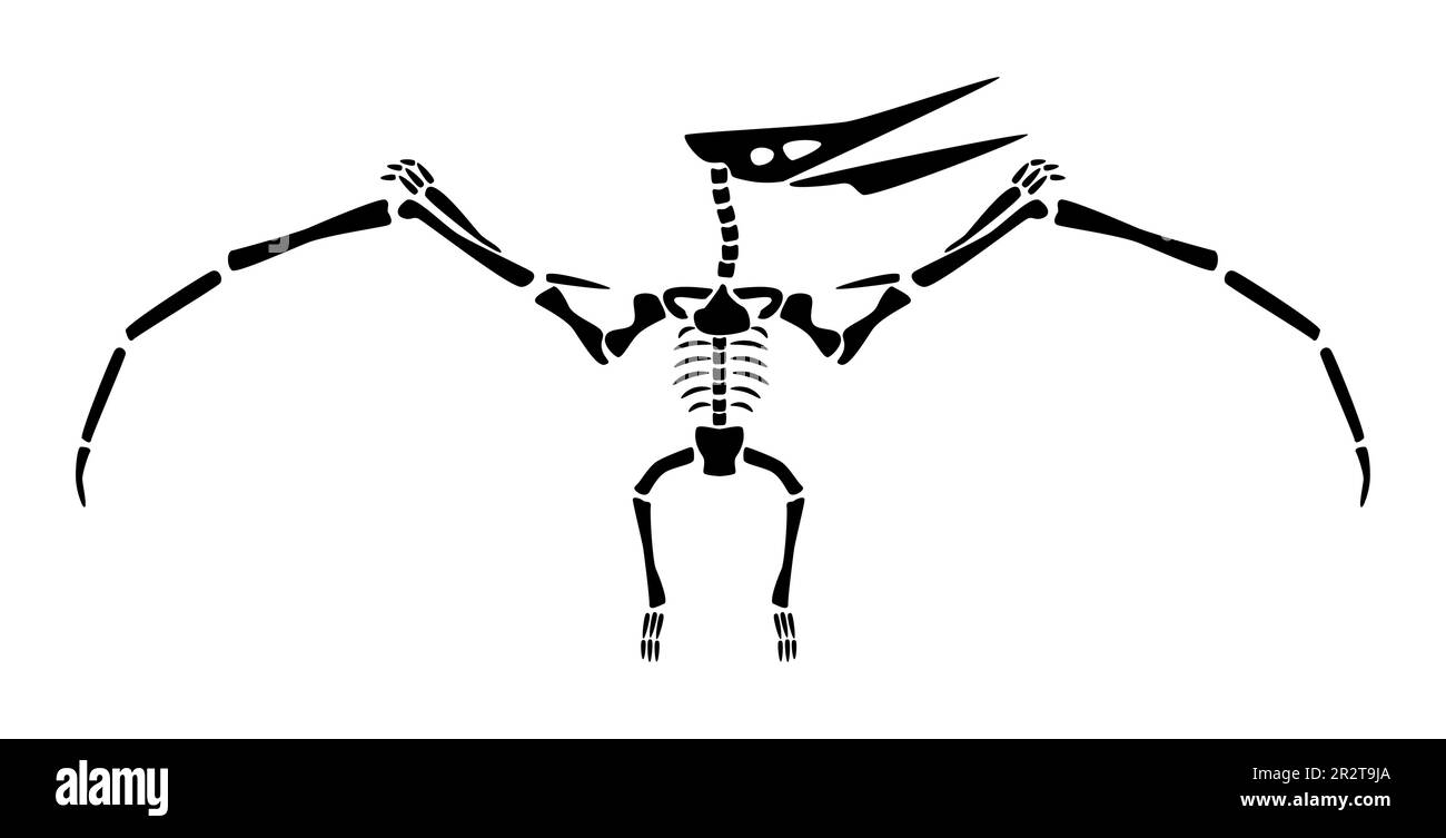 Pteranodon skeleton . Silhouette flying dinosaurs . Front view . Vector . Stock Vector