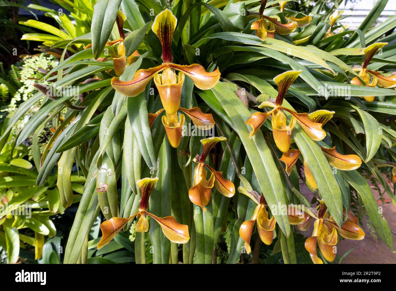 Ward's Paphiopedilum Orchid in bloom, Rare colorful orchid Stock Photo