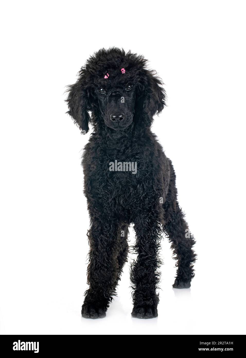 standard black poodle in front of white background Stock Photo - Alamy
