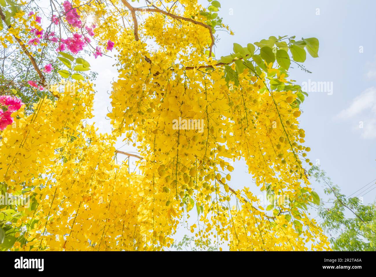 Flowers of Golden Shower Tree bloom in summer Stock Photo - Alamy