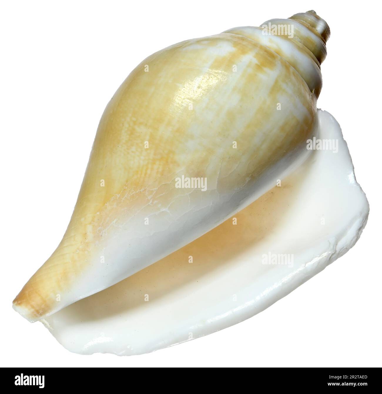 Dog Conch seashell (Laevistrombus canarium / Strombus canarium) c5cm Stock Photo