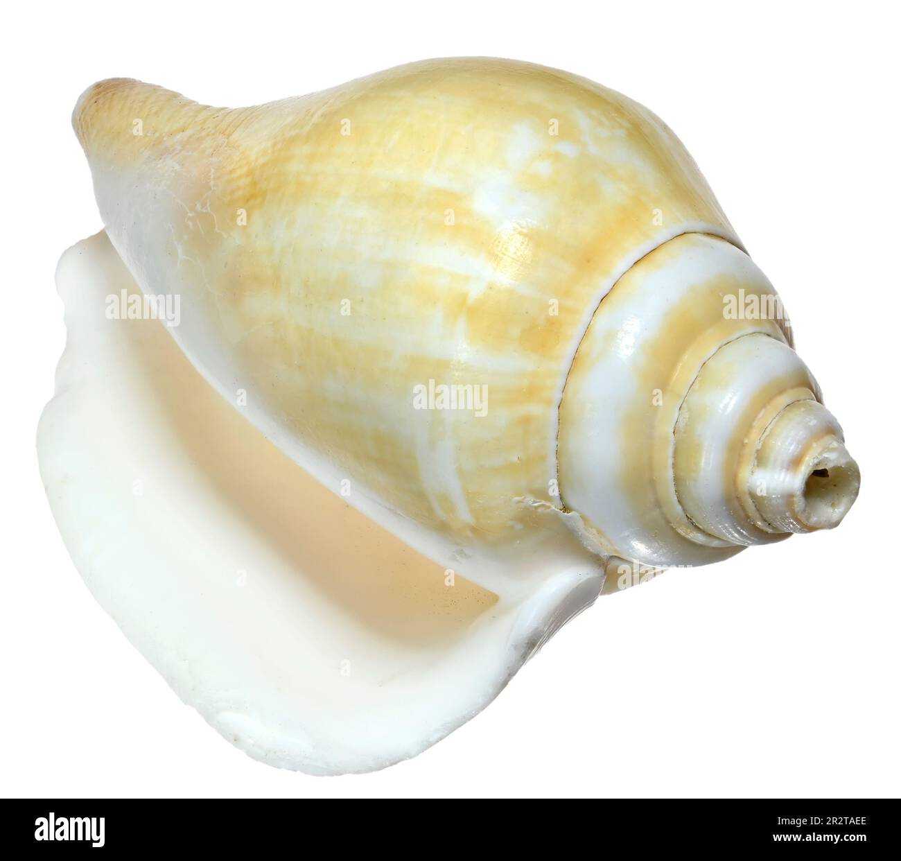 Dog Conch seashell (Laevistrombus canarium / Strombus canarium) c5cm Stock Photo