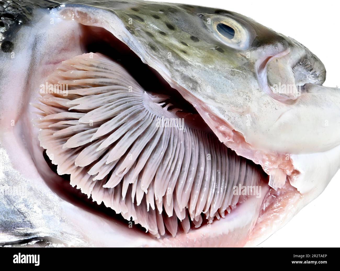 Salmon (Salmo salar) closeup of head showing the gills after the gill cover has been removed Stock Photo