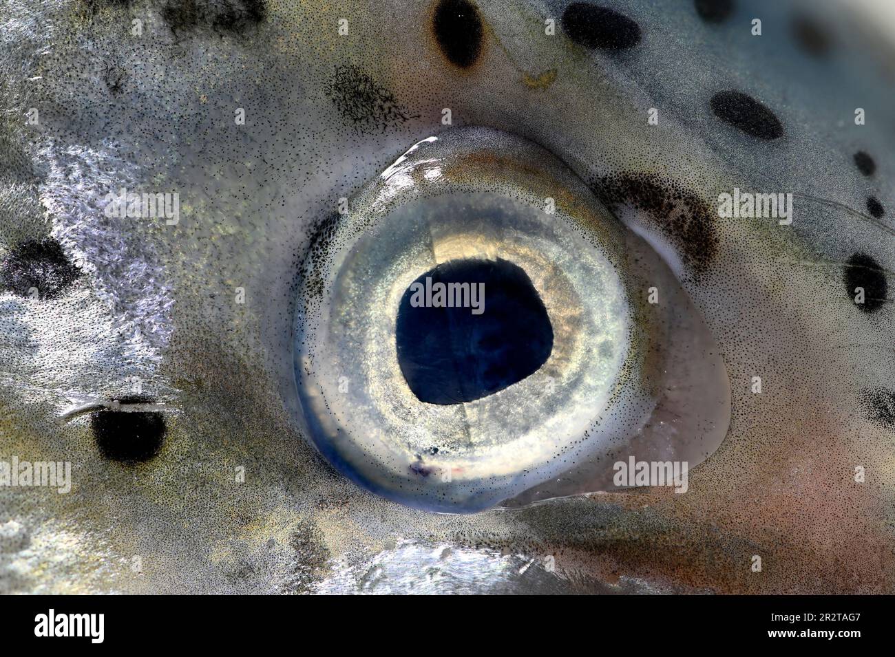 Salmon (Salmo salar) closeup of eye Stock Photo