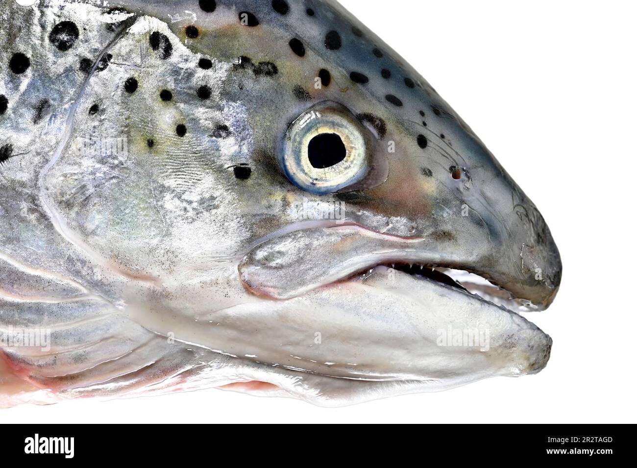Salmon (Salmo salar) closeup of head. Stock Photo