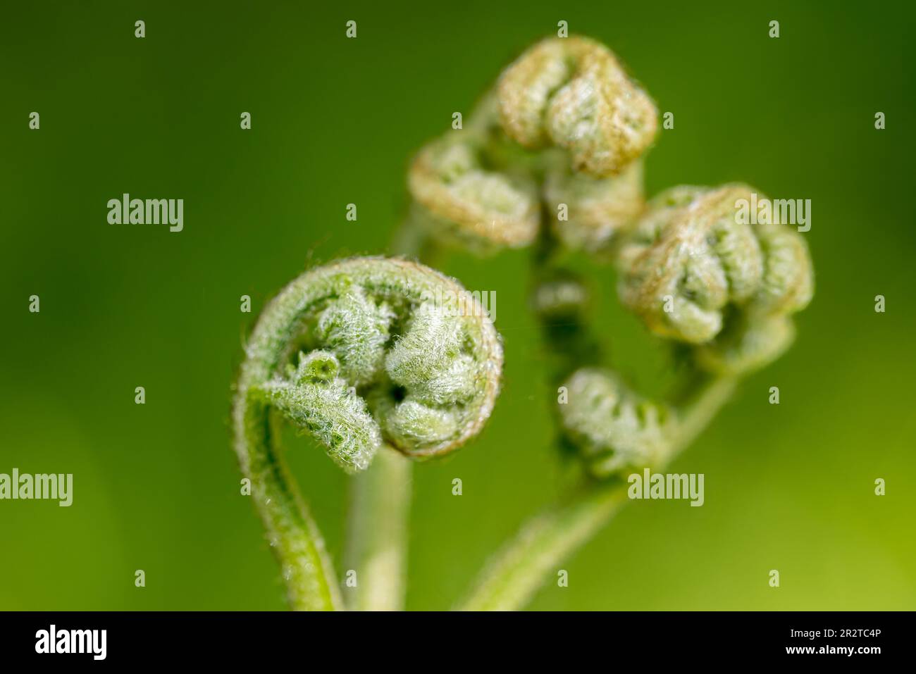 Pteridium aquilinum, bracken young spring shoots  closeup selective focus Stock Photo
