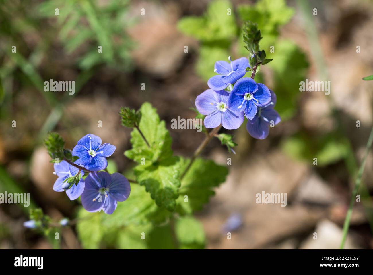 Veronica chamaedrys, bird's-eye speedwell blue wild flowers closeup selective focus Stock Photo
