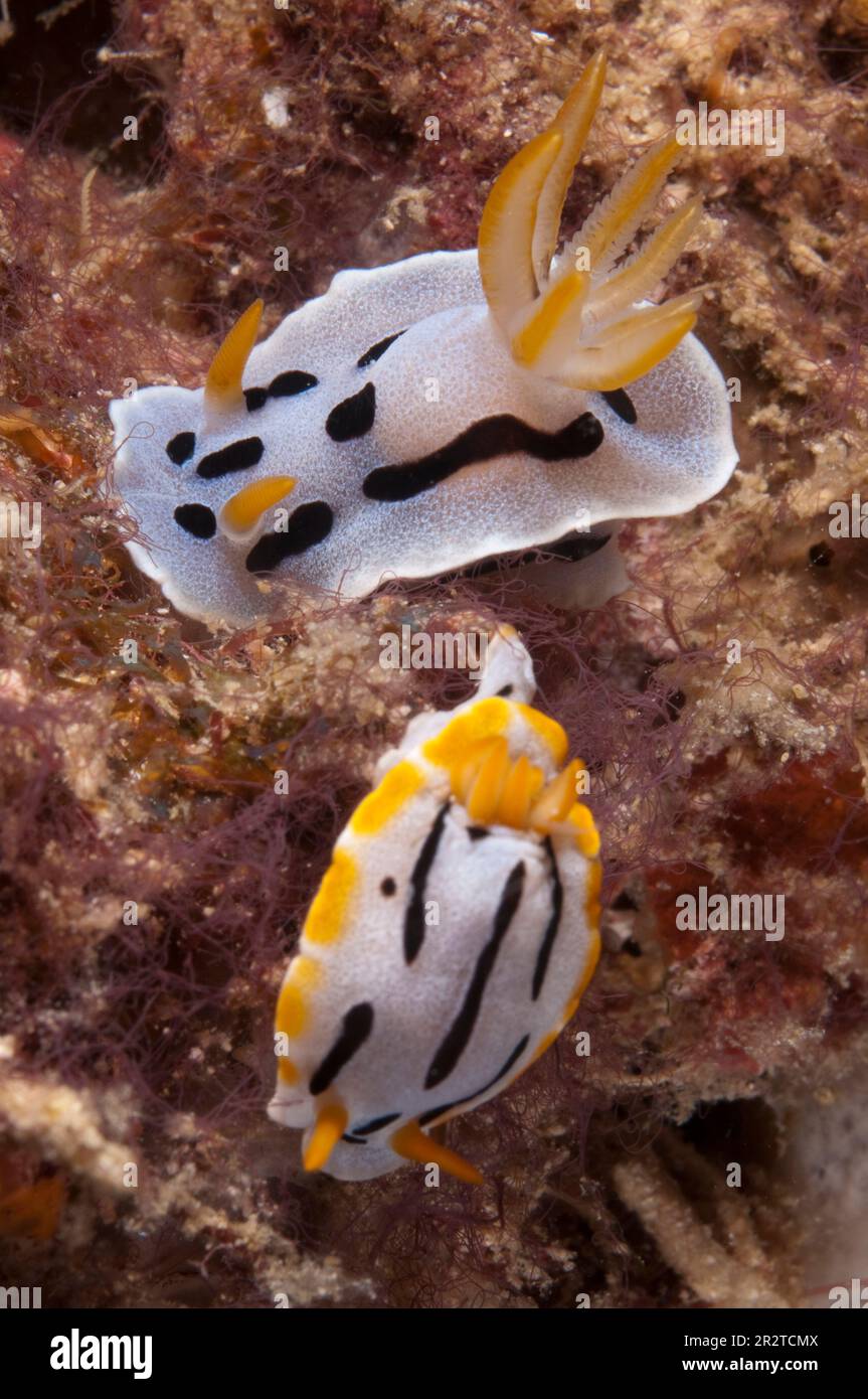 Pair of Diana's Chromodoris Nudibranches, Chromodris dianae, Mabul Island near Sipadan Island, Sabah, Malaysia Stock Photo