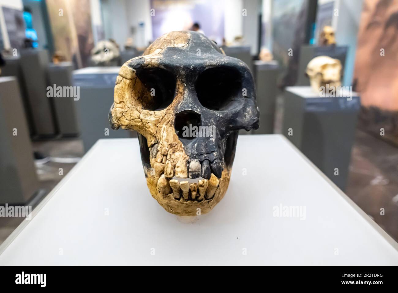 Ardipithecus ramidus skull, Ardipithecus ramidus cranium. ARA-VP-6/500. 4.4 million years, Pilocene, Aramis Ethiopia Stock Photo