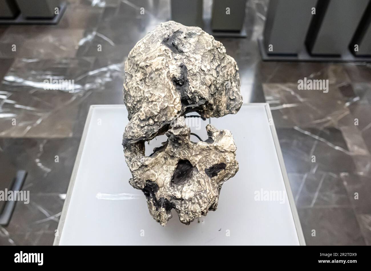 Kenyanthropus platyops skull, Kenyanthropus platyops cranium. KNM-WT 40000, 3.5 million years. Lomekwi Kenya Stock Photo