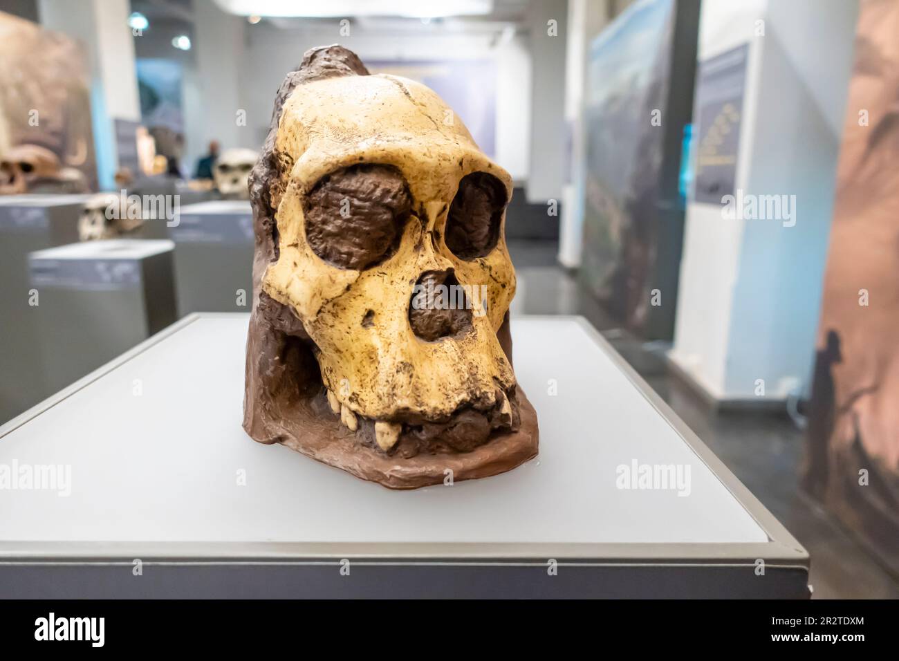 Australopithecus sediba skull, Australopithecus sediba cranium, MH 1, 1.95 - 1.78 millenium years, Malapa, South Africa Stock Photo