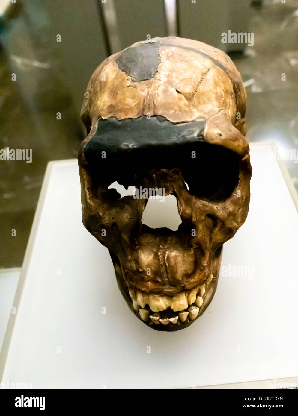 Homo erectus skull, Homo erectus cranium, KNM-WT 15000, 1.5 million years, Nariokotome 3 Kenya Stock Photo