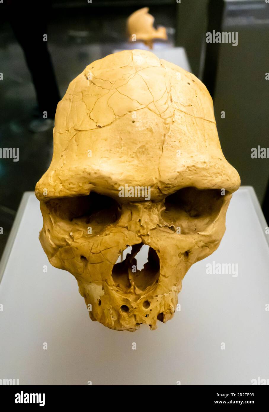 Homo heidelbergensis skull - Homo heidelbergensis Cranium - Arago XXI - 400 000 years -Arago, France Stock Photo