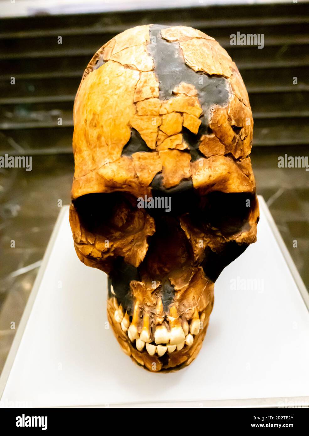 Homo sapiens skull, Qafzeh 9 Israel, 115 000 years Stock Photo