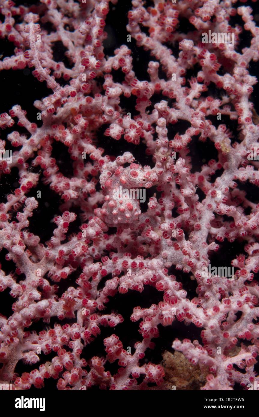 Pygmy Seahorse , Hippocampus bargibanti, camouflaged in Sea Fan, Muricella sp, Eel Gardens dive site, Mabul Island, near Sipadan Island, Sabah, Malays Stock Photo