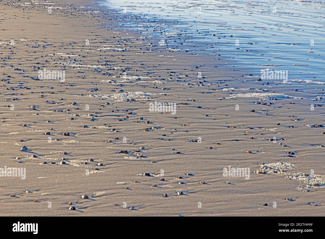 Image of shells and stones on a North Sea beach in Denmark in winter ...