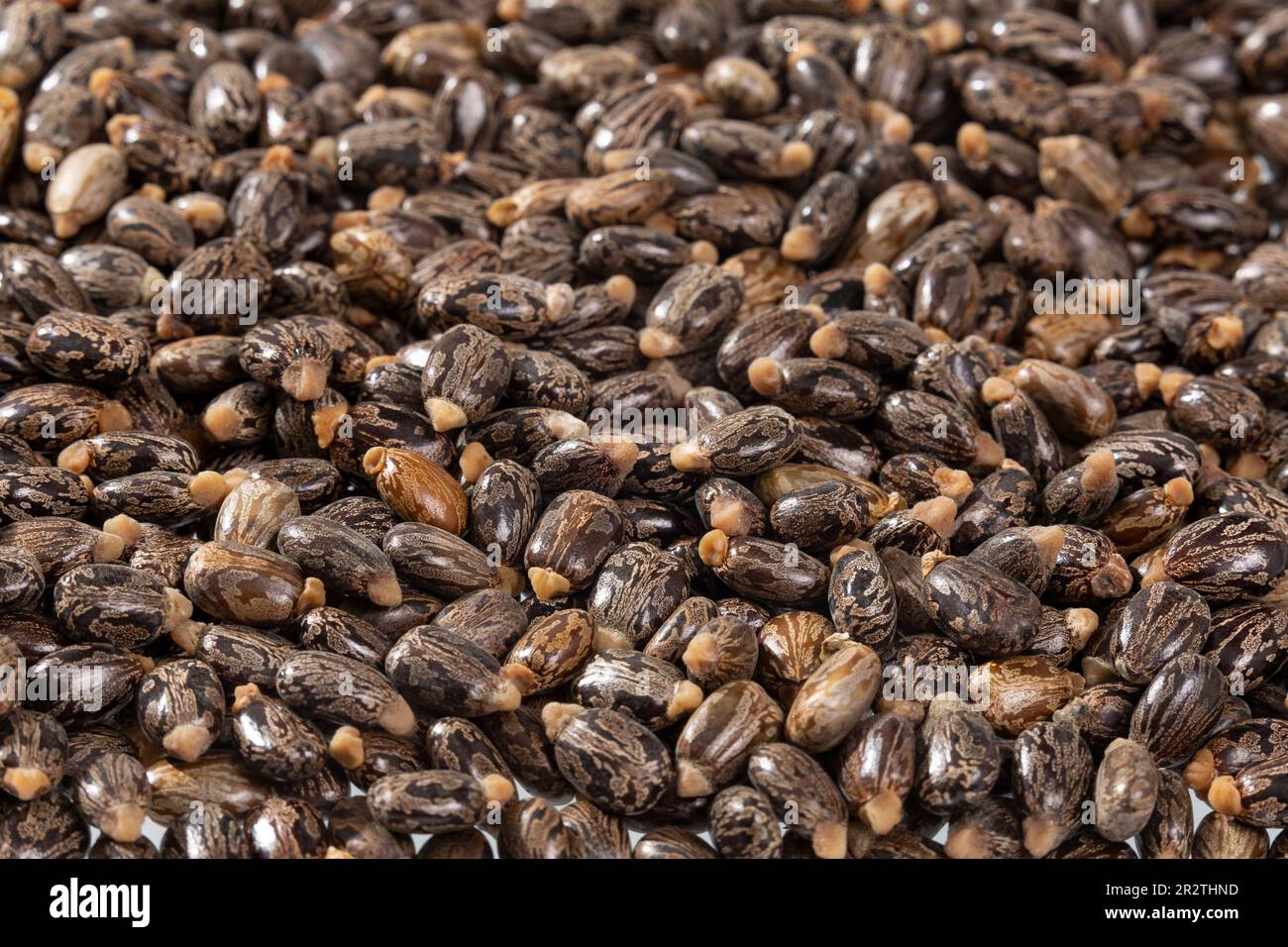 Ricinus Communis – Dried Seeds Of The Fruit Of The Castor Bean Plant Stock Photo