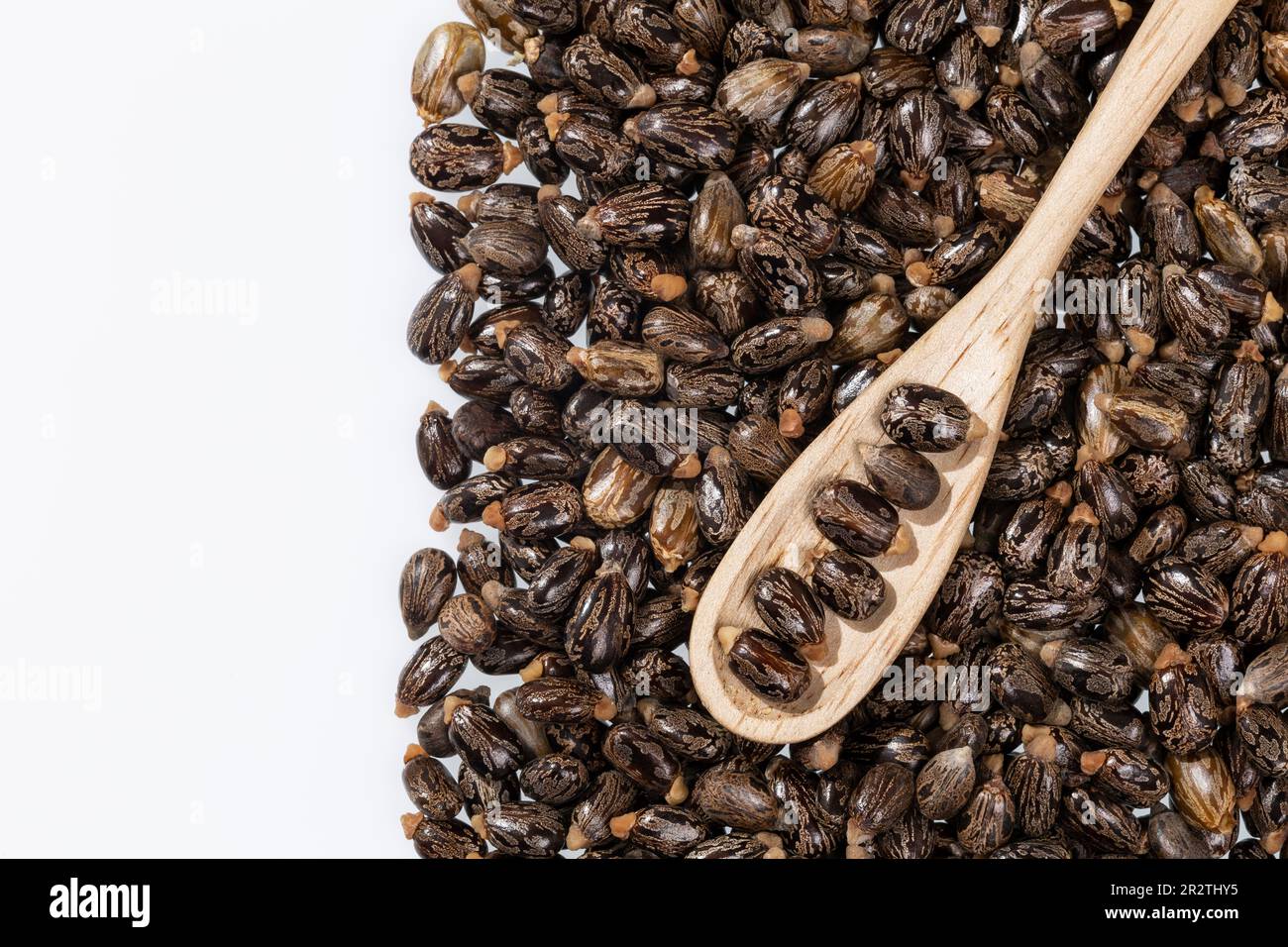 Ricinus Communis – Dried Seeds Of The Fruit Of The Castor Bean Plant Stock Photo
