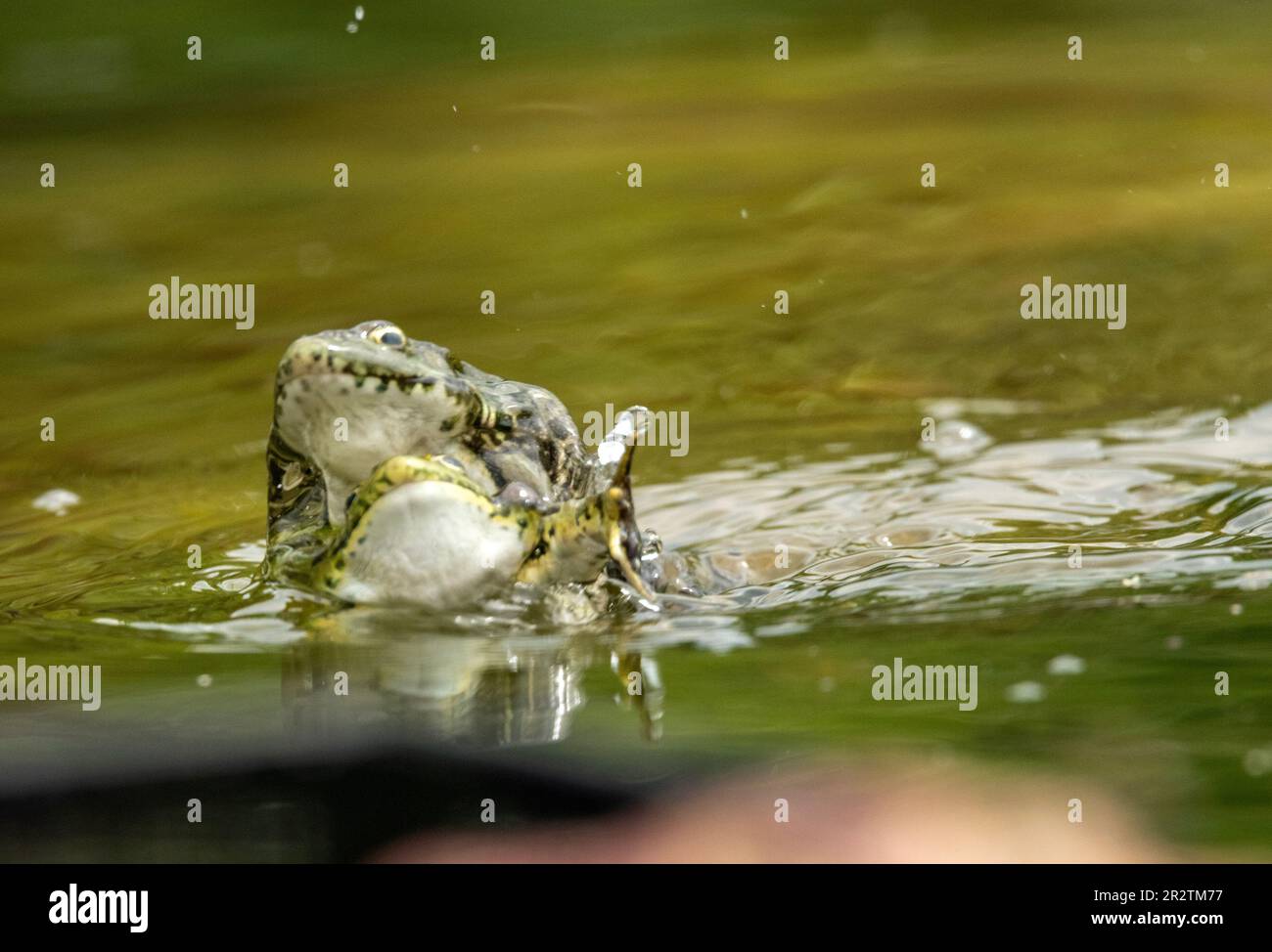 Malomirovo Bulgaria 21st May 2023 : Warm weather of spring playful Marsh frogs witch are able to used the  magnetic field of the Earth to locate breeding ponds. Cliff Norton Alamy live news Stock Photo