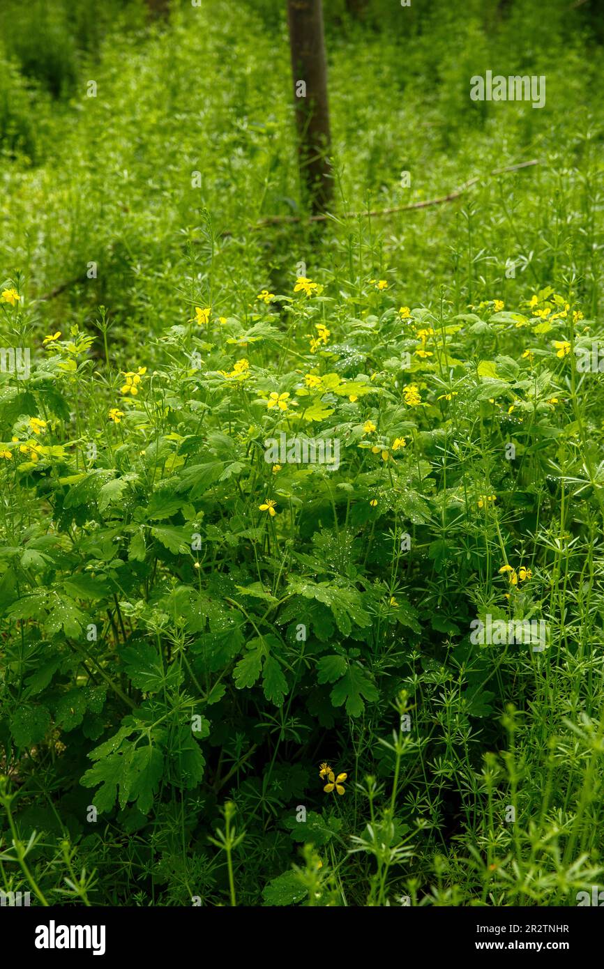 Burdock ragwort (Galium aparine) and greater celandine (Chelidonium majus)  grows in the forest of the Worringer Bruch, an 8000 year old silted up mean  Stock Photo - Alamy