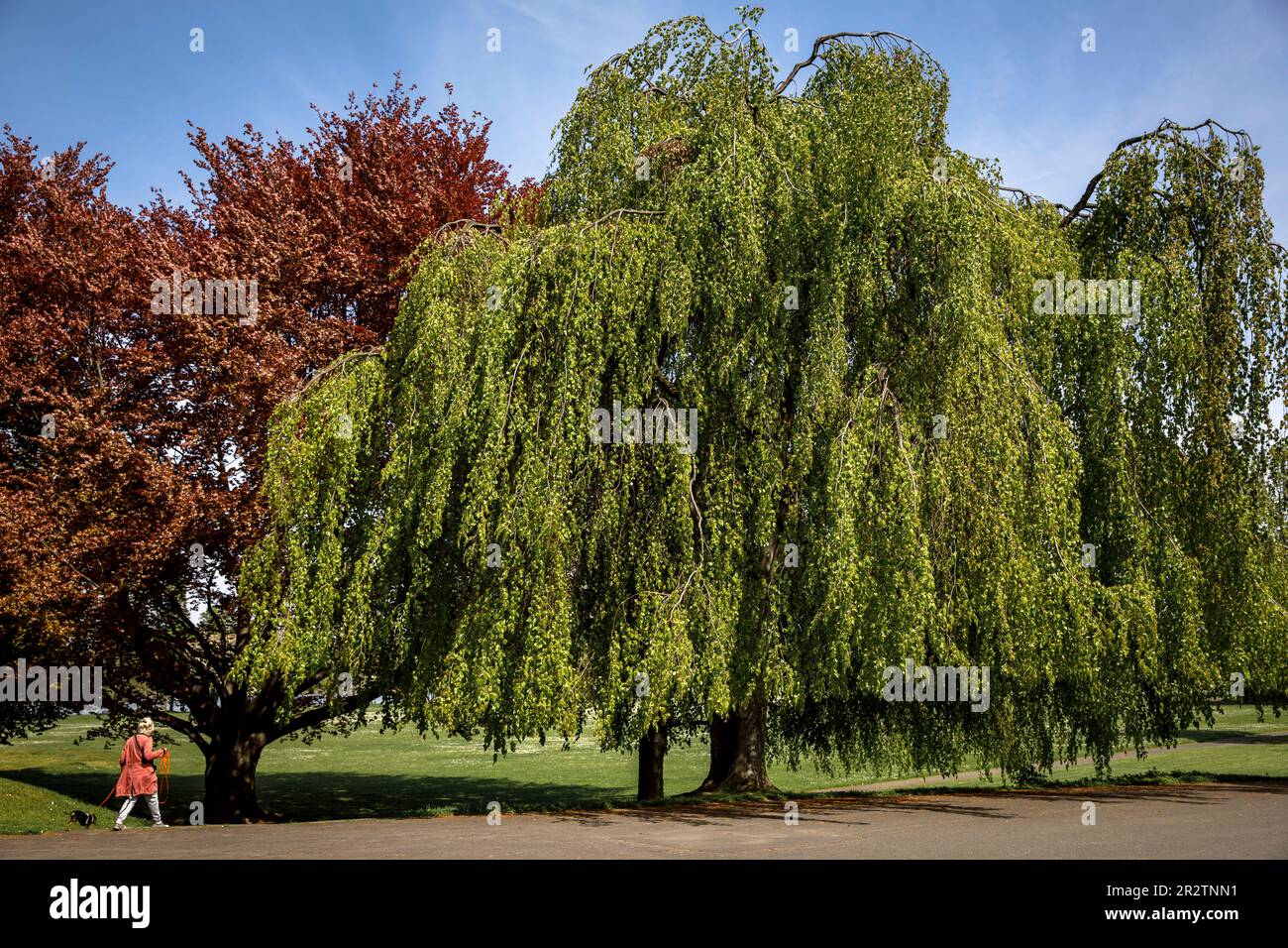 weeping beech (Fagus sylvatica f. pendula) in the Rhine Park in the district Deutz, local recreation area,  Cologne, Germany.   Haenge-Buche (Fagus sy Stock Photo