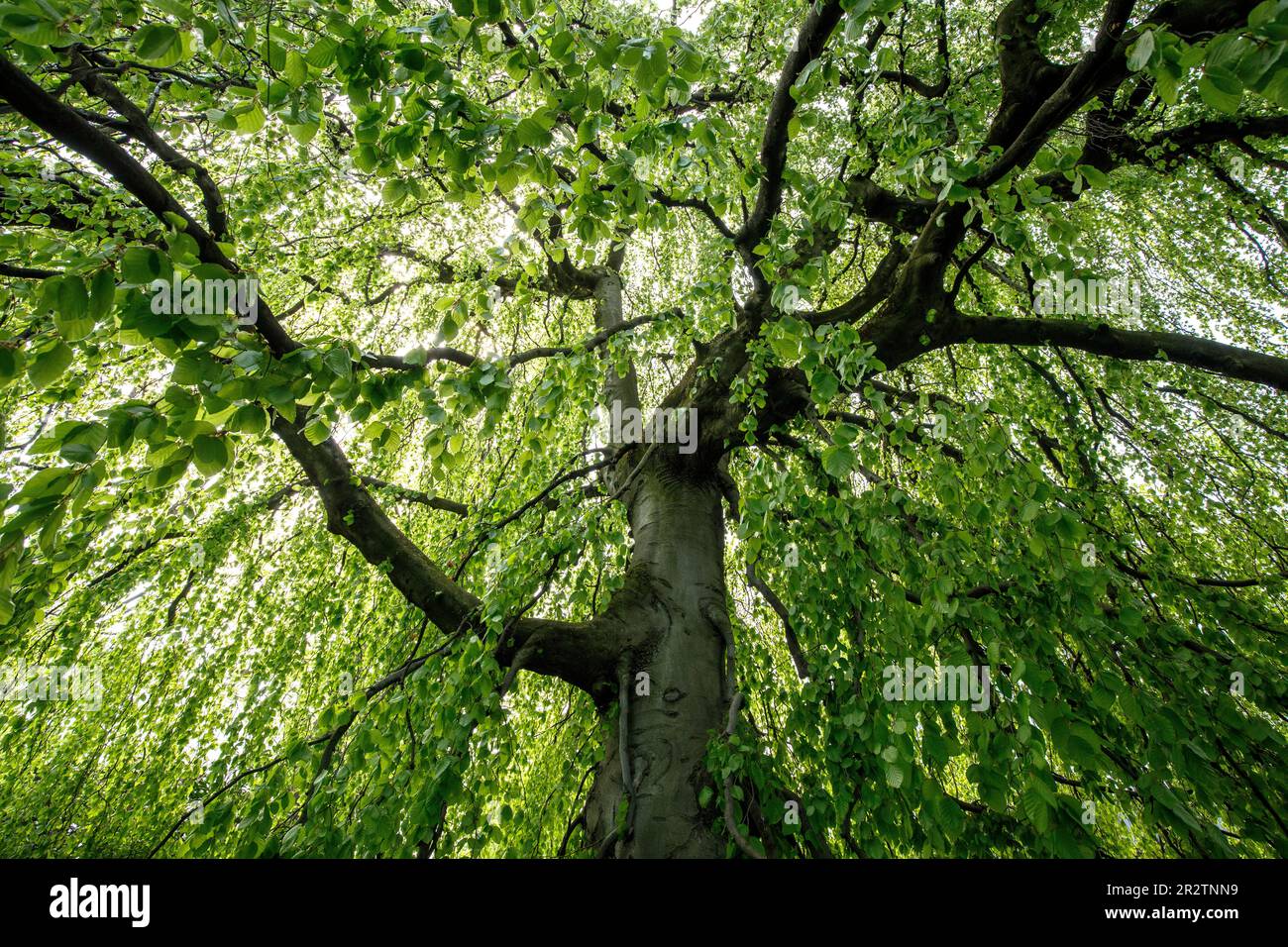 weeping beech (Fagus sylvatica f. pendula) in the Rhine Park in the district Deutz, local recreation area,  Cologne, Germany.   Haenge-Buche (Fagus sy Stock Photo