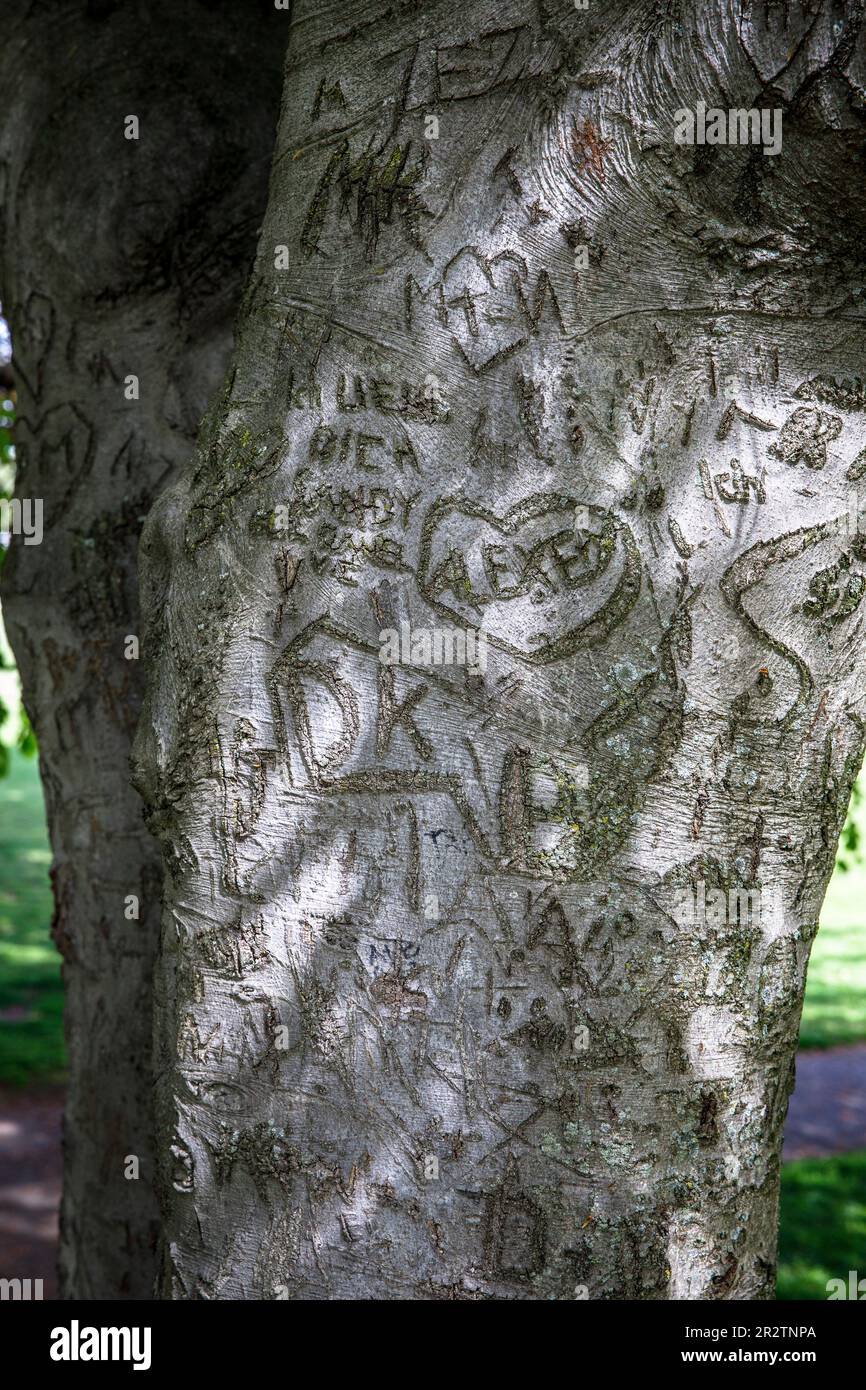 carved hearts in the bark of a beech tree in the Rhine park in the district Deutz, Cologne, Germany. Herzen in der Rinde einer Buche im Rheinpark im S Stock Photo