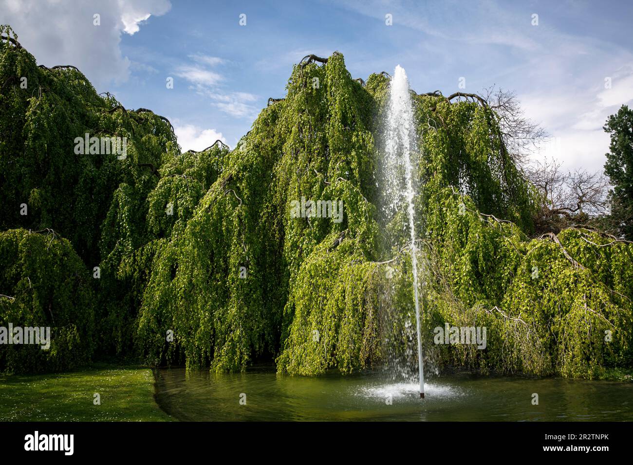 weeping beech (Fagus sylvatica f. pendula) in the Rhine Park in the district Deutz, local recreation area,  Cologne, Germany.   Haenge-Buche (Fagus sy Stock Photo