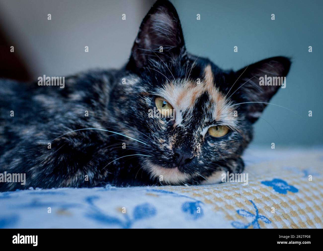 Portrait of scaly cat lying on the bed. Just face. Horizontal Image ...