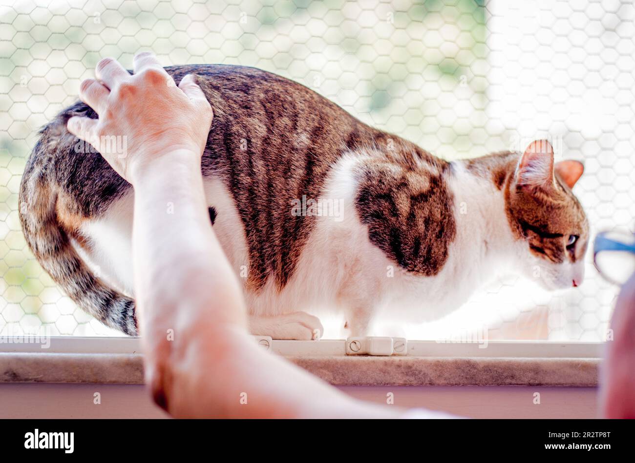Domestic spotted tabby cat, mixed breed Stock Photo Alamy