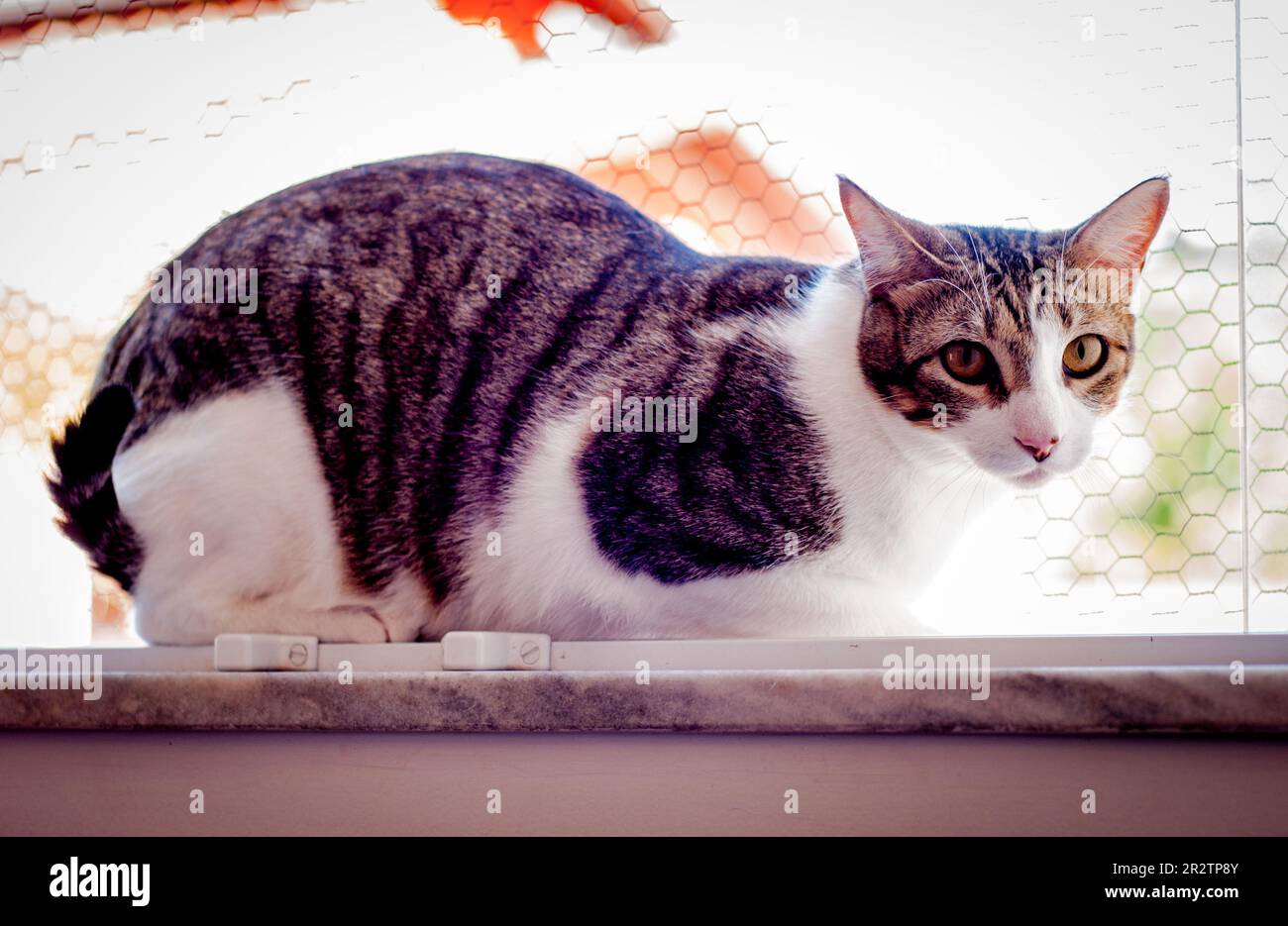 Domestic spotted tabby cat, mixed breed Stock Photo Alamy