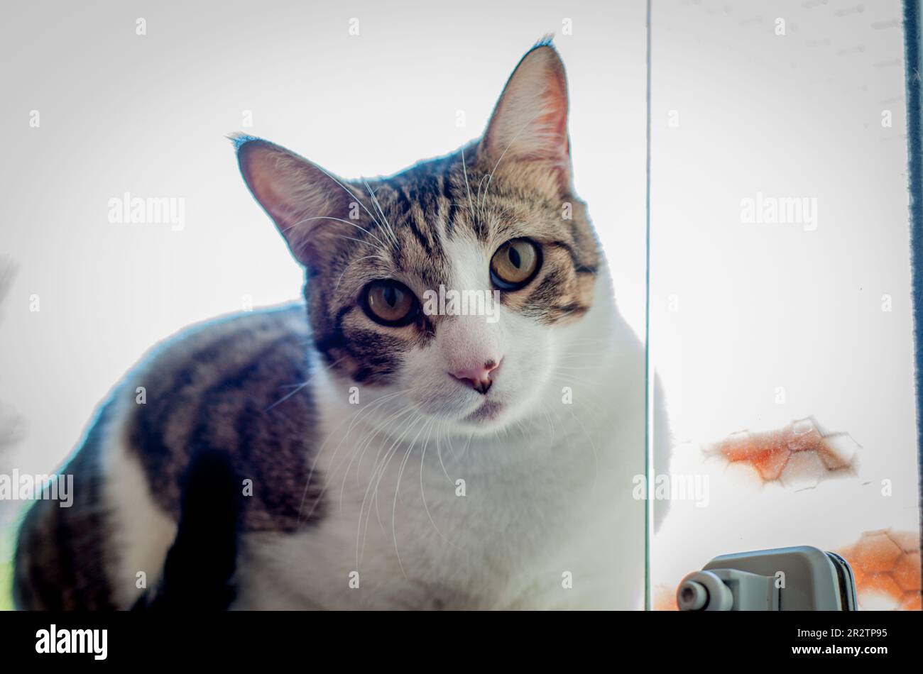 Domestic spotted tabby cat, mixed breed Stock Photo Alamy